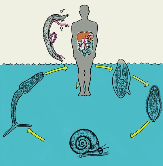 Schemat cyklu życia schistosomy