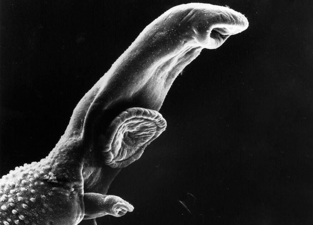 Schistosoma to pasożyt, którego cykl życiowy wymaga żywiciela pośredniego. 