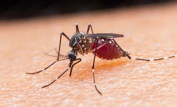 komar jest nosicielem pierwotniaków pasożytniczych i malarii